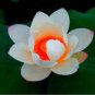 Red Heart Lotus Flower 20 Seeds