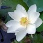 Red Heart Lotus Flower 20 Seeds