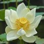 Red Heart Lotus Flower 20 Seeds