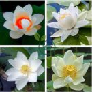 Red Heart Lotus Flower 200 Seeds