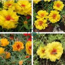 Oriole Sunflowers Yellow Portulaca Grandiflora 440 Seeds