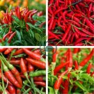 Organic Hot Chili Red Pod Pepper Organic Vegetable 60 Seeds