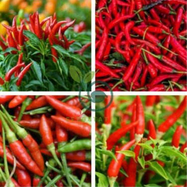 Organic Hot Chili Red Pod Pepper Organic Vegetable 60 Seeds