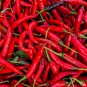 Organic Hot Chili Red Pod Pepper Organic Vegetable 60 Seeds