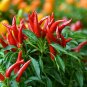 Organic Hot Chili Red Pod Pepper Organic Vegetable 60 Seeds