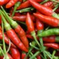 Organic Hot Chili Red Pod Pepper Organic Vegetable 60 Seeds