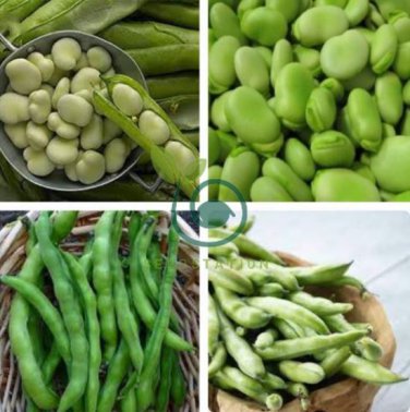 Horsebean Seeds Bonsai Nutrient-rich Vicia Faba 12 Seeds