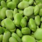 Horsebean Seeds Bonsai Nutrient-rich Vicia Faba 12 Seeds