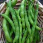 Horsebean Seeds Bonsai Nutrient-rich Vicia Faba 12 Seeds