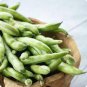 Horsebean Seeds Bonsai Nutrient-rich Vicia Faba 12 Seeds