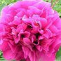 Red Rockii Tree Peony Garden Flowers 10 Seeds