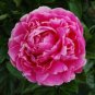 Red Rockii Tree Peony Garden Flowers 10 Seeds