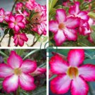 'Pretty Girl' Adenium Desert Rose 4 Seeds