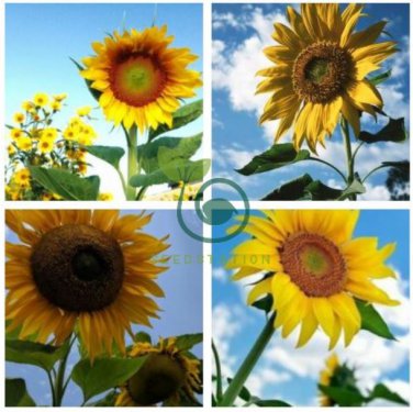 Heirloom Tarahumara Sunflower  40 Seeds