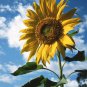 Heirloom Tarahumara Sunflower 40 Seeds