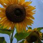 Heirloom Tarahumara Sunflower 40 Seeds