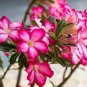 'Pretty Girl' Adenium Desert Rose 4 Seeds
