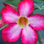 'Pretty Girl' Adenium Desert Rose 4 Seeds