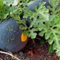 Heirloom Gray Skin Big Long Red Sweet Seedless Watermelon Organic 100 Seeds