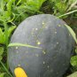 Heirloom Gray Skin Big Long Red Sweet Seedless Watermelon Organic 100 Seeds