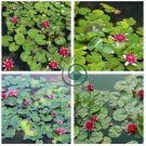 Mini Dark Red Bonsai Lotus Flower 2 Seeds