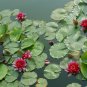 Mini Dark Red Bonsai Lotus Flower 2 Seeds