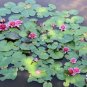 Mini Dark Red Bonsai Lotus Flower 2 Seeds