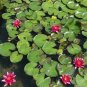 Mini Dark Red Bonsai Lotus Flower 2 Seeds