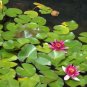 Mini Dark Red Bonsai Lotus Flower 2 Seeds