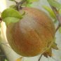 Pomegranate Trees 20 Seeds