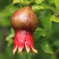 Pomegranate Trees 20 Seeds