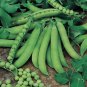Green Soy Beans Cowpeas Vegetable 50 Seeds