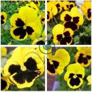 Viola Tricolor Yellow Pansy with Black Spot Perennial Flower 60 Seeds