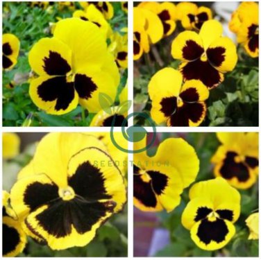 Viola Tricolor Yellow Pansy with Black Spot Perennial Flower 60 Seeds