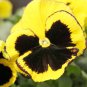 Viola Tricolor Yellow Pansy with Black Spot Perennial Flower 60 Seeds