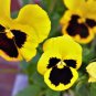 Viola Tricolor Yellow Pansy with Black Spot Perennial Flower 60 Seeds