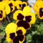 Viola Tricolor Yellow Pansy with Black Spot Perennial Flower 60 Seeds