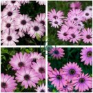 Hybrid New Light Rose Pink Bellis perennis Daisy Flower 100 Seeds