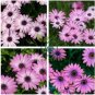 Hybrid New Light Rose Pink Bellis perennis Daisy Flower 100 Seeds