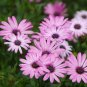 Hybrid New Light Rose Pink Bellis perennis Daisy Flower 100 Seeds