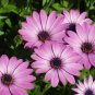 Hybrid New Light Rose Pink Bellis perennis Daisy Flower 100 Seeds