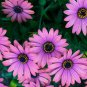 Hybrid New Light Rose Pink Bellis perennis Daisy Flower 100 Seeds