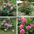 Rare White Red Tree Peony Tree 10 Seeds