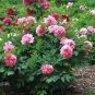 Rare White Red Tree Peony Tree 10 Seeds