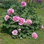 Rare White Red Tree Peony Tree 10 Seeds