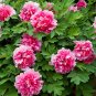 Rare White Red Tree Peony Tree 10 Seeds