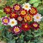Mixed Colorful Dwarf Dahlia Perennial Bonsai Flowers 100 Seeds