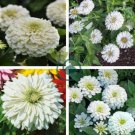 Zinnia Youth-and-Old-Age White Flower 100 Seeds
