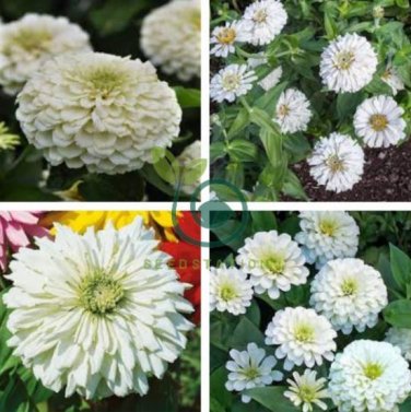 Zinnia Youth-and-Old-Age White Flower 100 Seeds