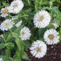 Zinnia Youth-and-Old-Age White Flower 100 Seeds